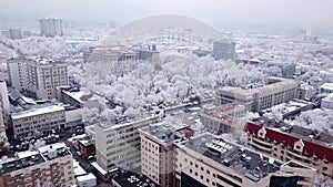 Snow-white trees among the stone houses of city.