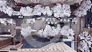 Snow-white trees among the stone houses of city.