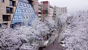 Snow-white trees among the stone houses of city.