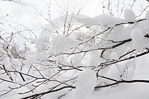 Snow-white trees in white hoarfrost. Winter landscape