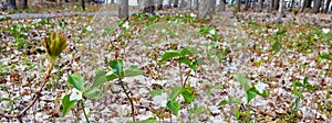 Snow White Trillium Trillium nivale wild flower protected in Wisconsin