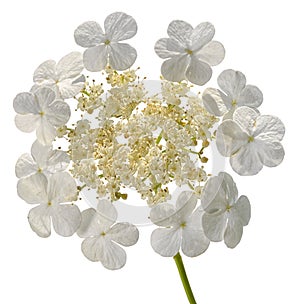 Snow-white viburnum flower isolated
