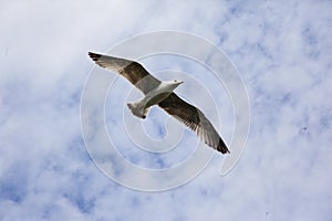 A snow-white wild gull soars skyward in a blue sky with white clouds. Top view.