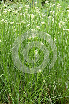 Snow-white wood-rush Luzula nivea, flowering plants