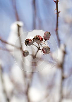 Snow on the wild rose winter