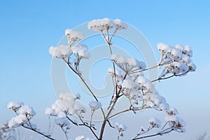 Snow on wildflowers against blue sky