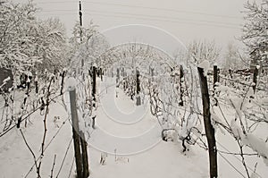 Snow in the wine ground