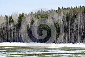 Snow winter colors of forest trees