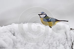 Snow winter with cute bird. Blue Tit, Cyanistes Caeruleus. First snow with animal