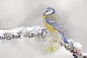 Snow winter with cute songbird. Bird Blue Tit in forest, snowflake and nice lichen branch. First snow with animal. Snowfall fit be photo