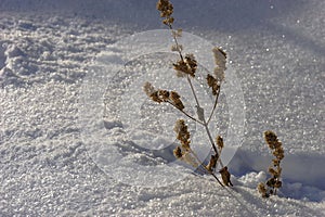 Snow winter dried branch minimalizm