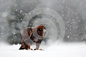 Snow winter with eagle. Bird of prey Golden Eagle with kill hare in winter with snow. Wildlife scene from Norway nature. Bird feed