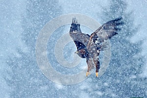 Snow winter with eagle. Bird of prey White-tailed Eagle, Haliaeetus albicilla, flying with snow flake, dark forest in background.