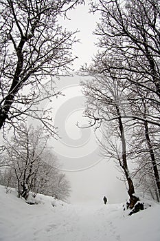 Snow winter fog walk alone