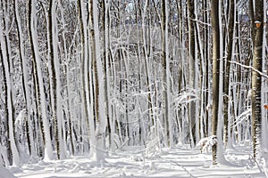 Snow winter forest
