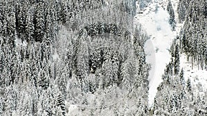 Snow winter forest firs trees texture chimney flue smoke photo