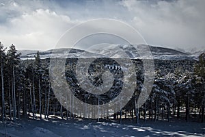 Snow Winter Forest Landscape with Pinetrees in Gredos