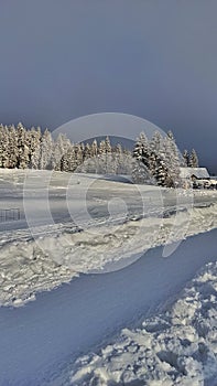 Snow Winter Freezing Mountain Ice Trees