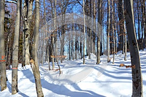 Snow in winter. Landscape in Poiana Brasov and Salomon stones. Road to the winter station.