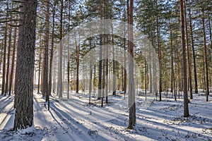 Snow winter pine forest at low sunlight