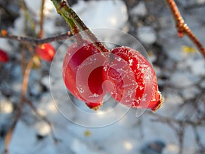 Snow And Winter Scenary in Sweden photo