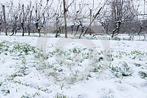 Snow on the winter trees vineyard