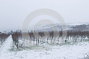 Snow on the winter vineyard