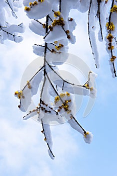 The Snow on Wintersweet Flower