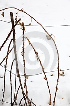 Snow in wnter in Chile