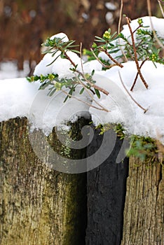 Snow on a wooden flower bed border