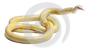 Snow yellow contrast Honduran milk snake