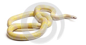 Snow yellow contrast Honduran milk snake