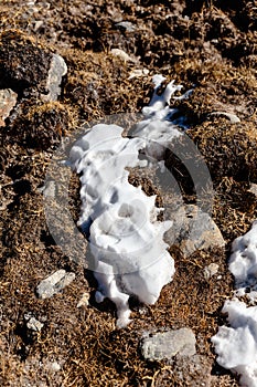 Snow on the yellow ground with growing plant in winter at Lachung. North Sikkim, India