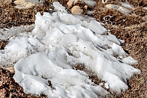 Snow on the yellow ground with growing plant in winter at Lachung. North Sikkim, India