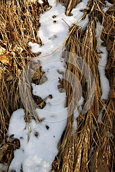 Snow among the yellowed grass