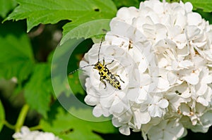 Snowball flower crawl black yellow coleopteran bug