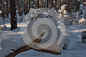 Snowball on a forest snag.