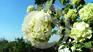 Snowball shrub flowers in the countryside