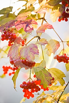 Snowball tree or Guelder Rose photo