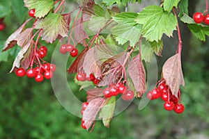 Snowball-tree, guelder-rose, viburnum photo