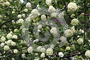 Snowball (Viburnum opulus) flower blossoming in spring