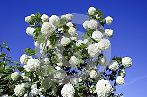 Snowball white blooms on blue sky. Viburnum opulus photo