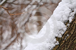 Snowbank on tree trunk