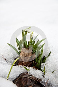 Snowbell Soldanella Flowers Sprouting Through Snow photo