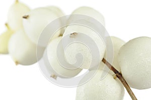 Snowberries (Symphoricarpos Albus)