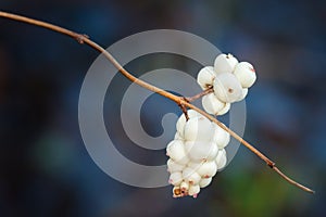 Snowberries (Symphoricarpos Albus) photo