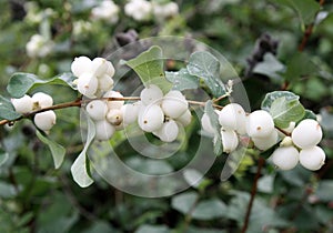 Snowberry bush (lat.- Symphoricarpos albus photo