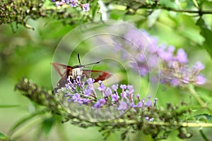 Snowberry Clearwing