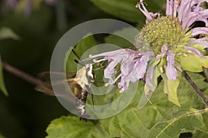 Snowberry clearwing hawk moth hovering near a bee balm flower.
