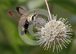 Snowberry Clearwing moth nectaring on a buttonbush flower photo